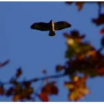 Wildlife Photography