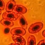Photography with a Microscope